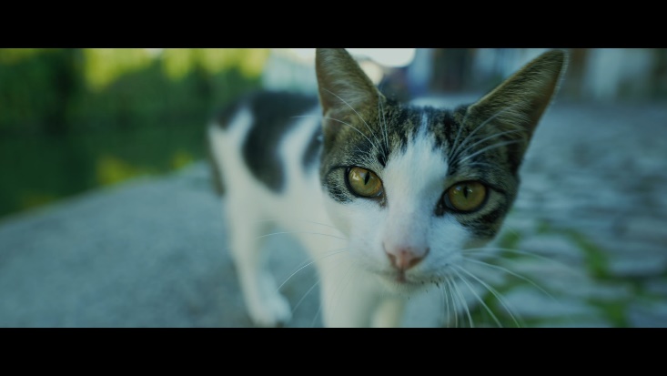 苏州园林中的猫咪