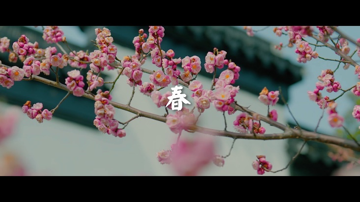 苏州梅花春景