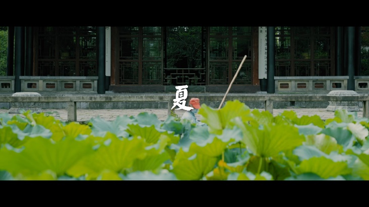 苏州荷塘夏景